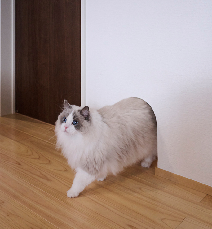 愛猫にも快適な動線設計
