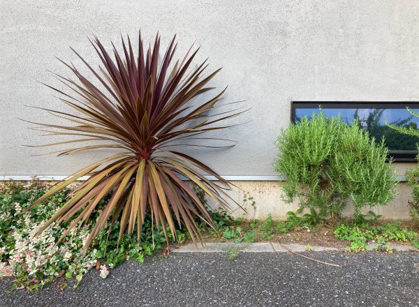 新築住宅の外構に取り入れるとおすすめの植物／熊谷・上尾・東松山・深谷・秩父・本庄・久喜・川越・高崎エリアの家づくりコラム
