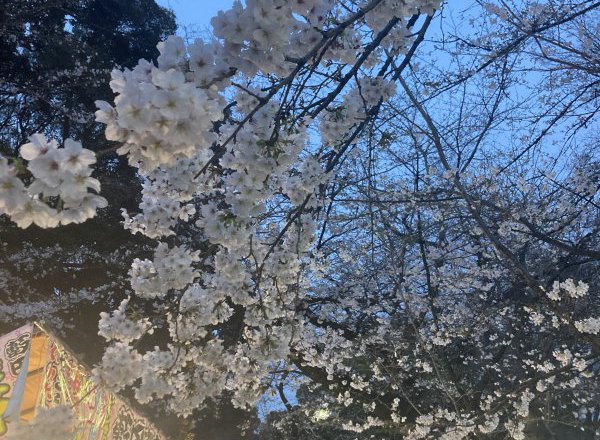 親子で楽しむ春のひととき